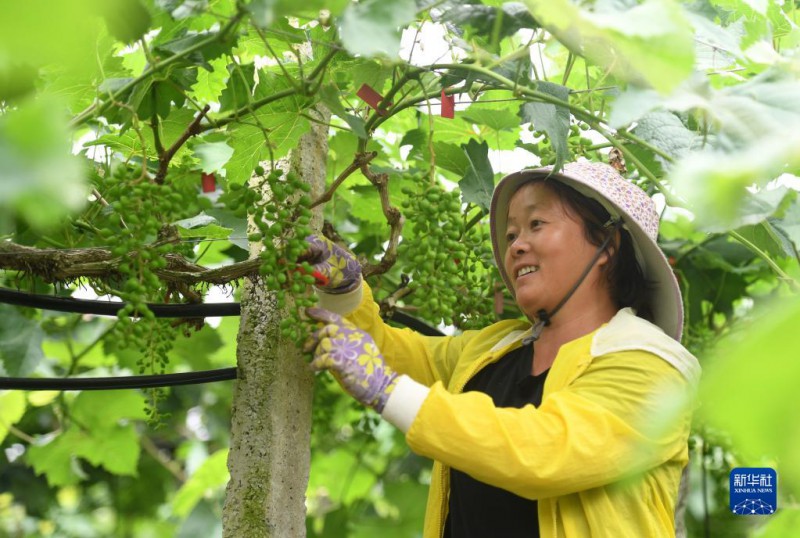 5月6日，在廣西東蘭縣武篆鎮(zhèn)東里村葡萄園，村民在管護(hù)葡萄。