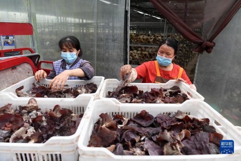 5月6日，在廣西東蘭貴隆生態(tài)農(nóng)業(yè)科技有限公司食用菌產(chǎn)業(yè)園，工人分揀剛采摘的食用菌。