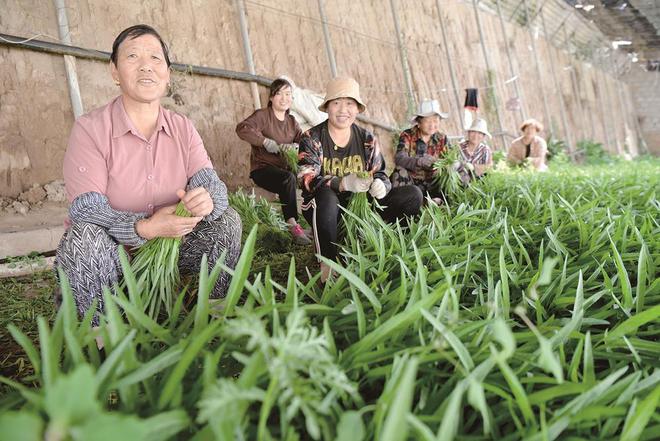 7月5日，在青海惠田農(nóng)業(yè)種植基地內(nèi)，農(nóng)戶收割蔬菜。攝影：鄧建青